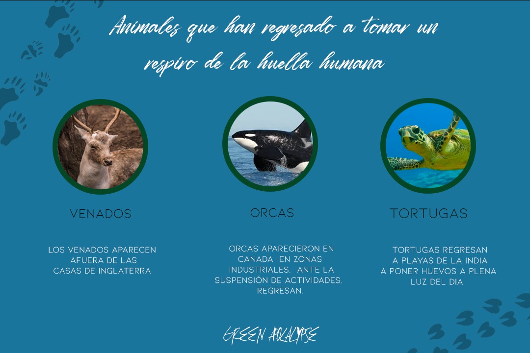 Infografías 